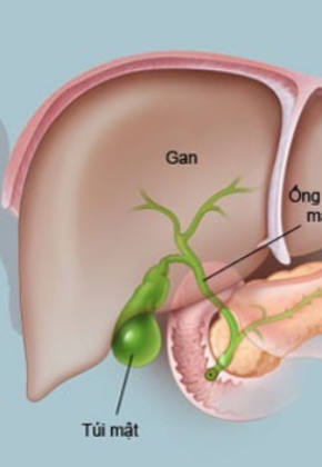 Điều trị, phẫu thuật các bệnh lý về gan, lách