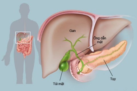Bệnh lý túi mật